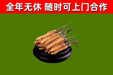 库尔勒烟酒回收冬虫夏草.jpg
