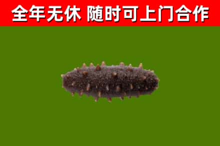 库尔勒回收海参干